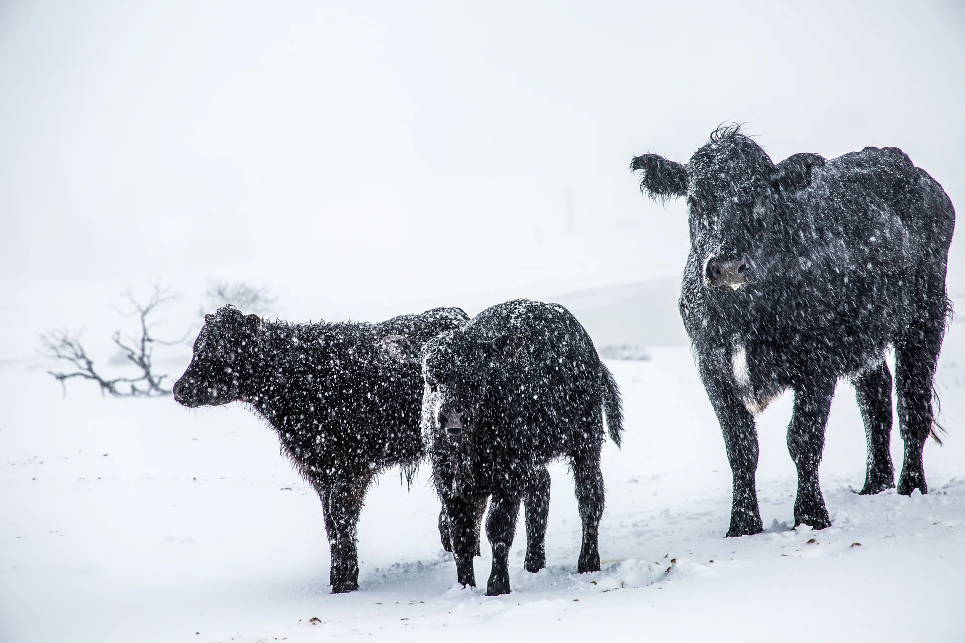 A black cow and two calves stand in heavy falling snow, snow caked along their backs and faces, on open white ground with a bare shrub behind them.